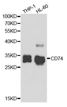 Western blot - CD74 antibody (144-05667)