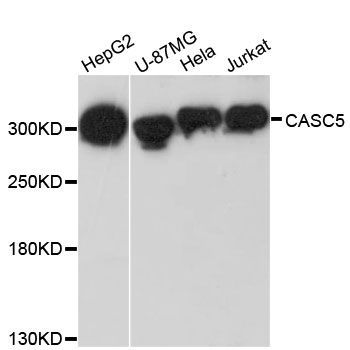 Western blot - CASC5 Polyclonal Antibody (144-013108)
