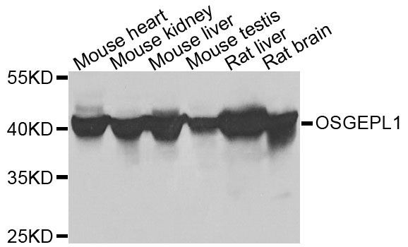 Western blot - OSGEPL1 antibody (144-08022)