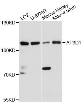Western blot - AP3D1 antibody (144-60165)