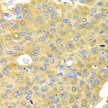 Immunohistochemistry - PA2G4 Antibody (144-05376)