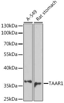 Western blot
