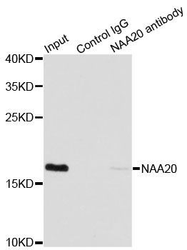 Immunoprecipitation - NAA20 Polyclonal Antibody (144-07105)