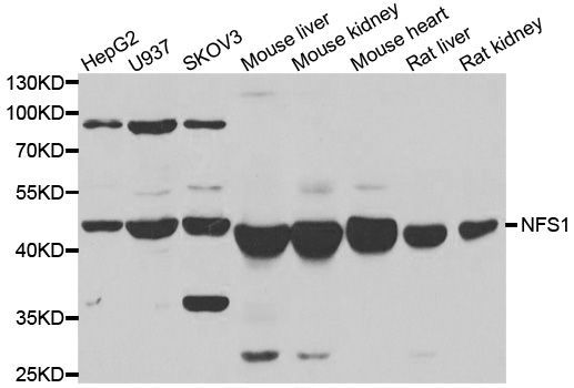 Western blot - NFS1 Polyclonal Antibody (144-06668)