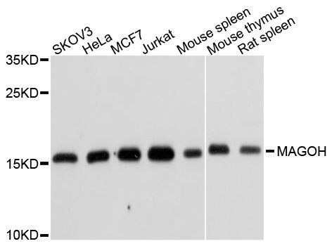 Western blot - MAGOH antibody (144-06035)