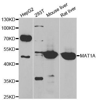 Western blot - MAT1A antibody (144-06650)
