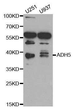 Western blot - ADH5 antibody (144-02041)