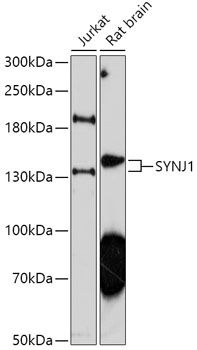 Western blot