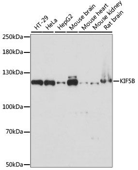Western blot - KIF5B Polyclonal Antibody (144-60977)
