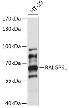 Western blot