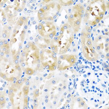 Immunohistochemistry - GNRH2 antibody (144-08424)