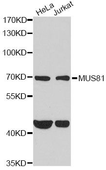 Western blot - MUS81 antibody (144-06818)