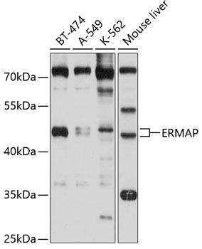 Western blot
