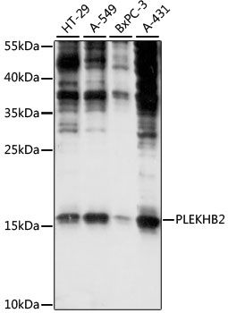 Western blot - PLEKHB2 antibody (144-61067)