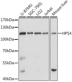 Western blot