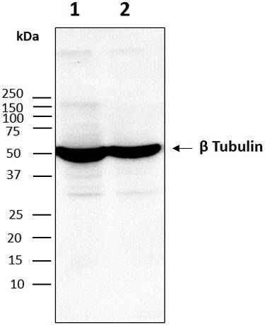 Western blot image
