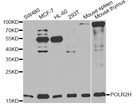 Western blot - POLR2H antibody (144-60291)