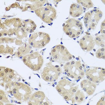 Immunohistochemistry - cdc45 antibody (144-02047)