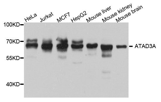 Western blot - ATAD3A antibody (144-08230)