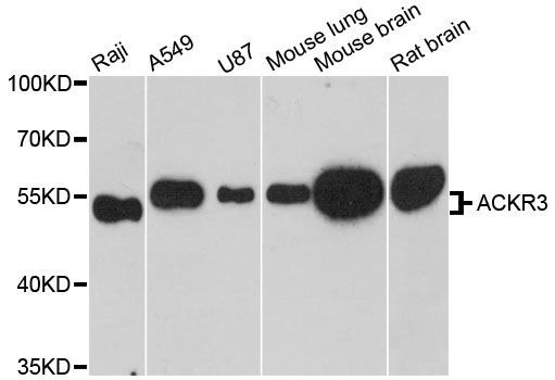 Western blot - ACKR3 antibody (144-12712)