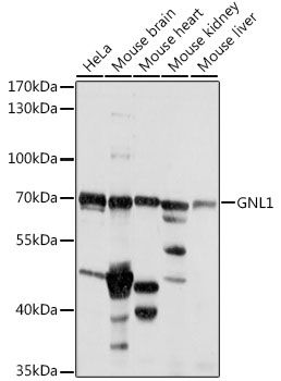 Western blot