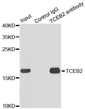 Immunoprecipitation - 3ug TCEB2 antibody (144-05362)