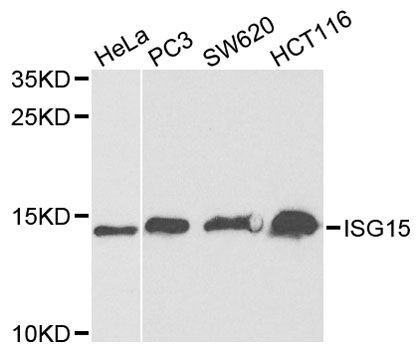 Western blot - ISG15 antibody (144-01182)