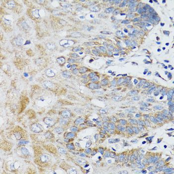 Immunohistochemistry - BCAP29 Polyclonal Antibody (144-06335)