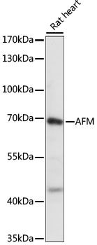 Western blot