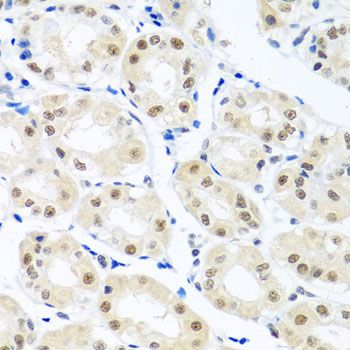 Immunohistochemistry - THOC1 antibody (144-08179)