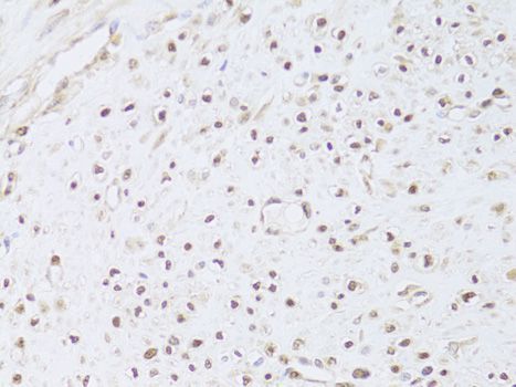 Immunohistochemistry - FKBP4 Polyclonal Antibody (144-05643)