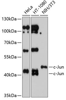 Western blot