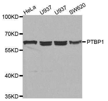 Western blot - PTBP1 antibody (144-01831)