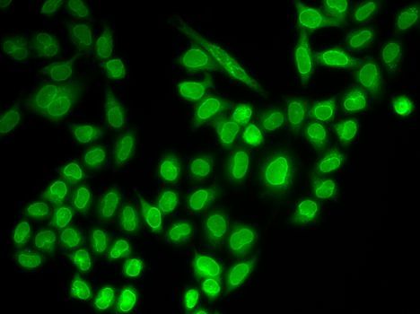 Immunofluorescence - RANGAP1 antibody (144-602927)