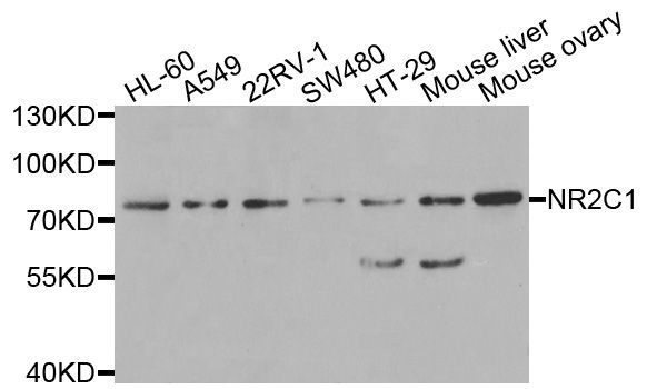 Western blot - NR2C1 Polyclonal Antibody (144-06675)