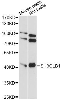 Western blot - SH3GLB1 antibody (144-60838)