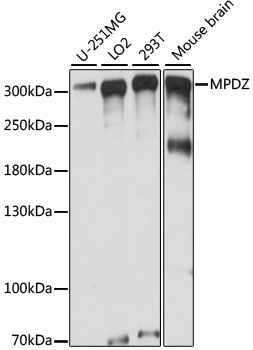 Western blot - MPDZ antibody (144-61003)