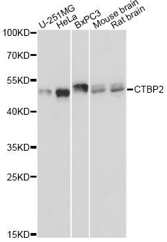 Western blot - CTBP2 Antibody (144-61336)