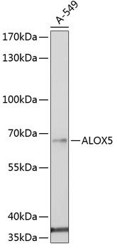 Western blot