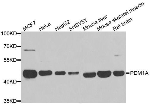 Western blot - PPM1A Polyclonal Antibody (144-06699)