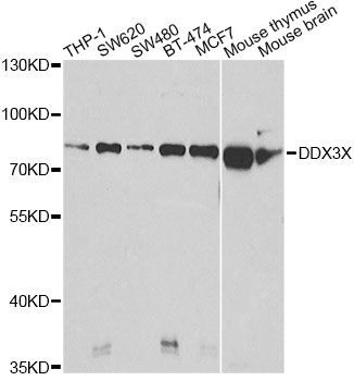 Western blot - DDX3X Polyclonal Antibody (144-05637)