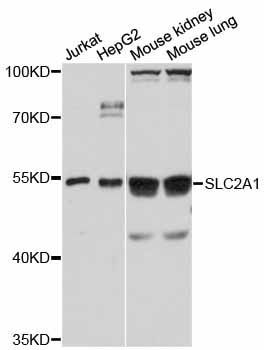 Western blot - SLC2A1 antibody (144-11208)