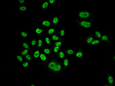 Immunofluorescence - MCM6 antibody (144-01955)