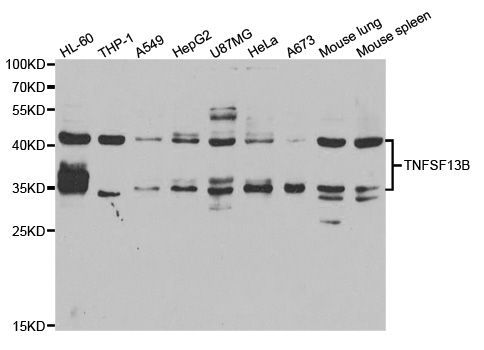 Western blot - TNFSF13B antibody (144-05858)