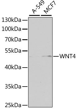 Western blot - WNT4 antibody (144-07809)