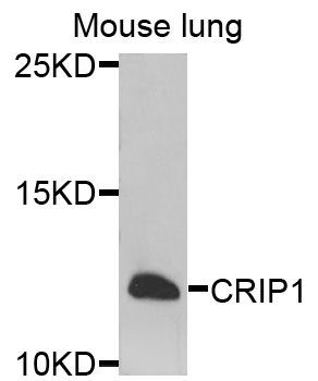 Western blot - CRIP1 antibody (144-07548)