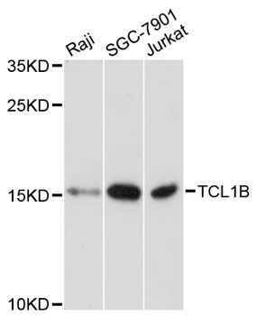 Western blot - TCL1B antibody (144-12822)