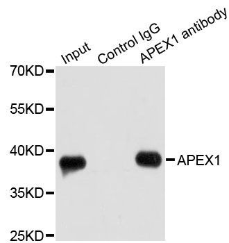 Immunofluorescence - [KO Validated] APEX1 Polyclonal Antibody (144-61347)