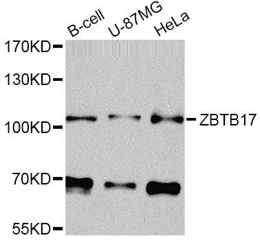Western blot - ZBTB17 Antibody (144-08463)