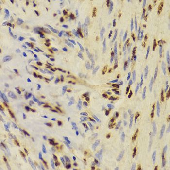 Immunohistochemistry - XRCC5 Antibody (144-05862)
